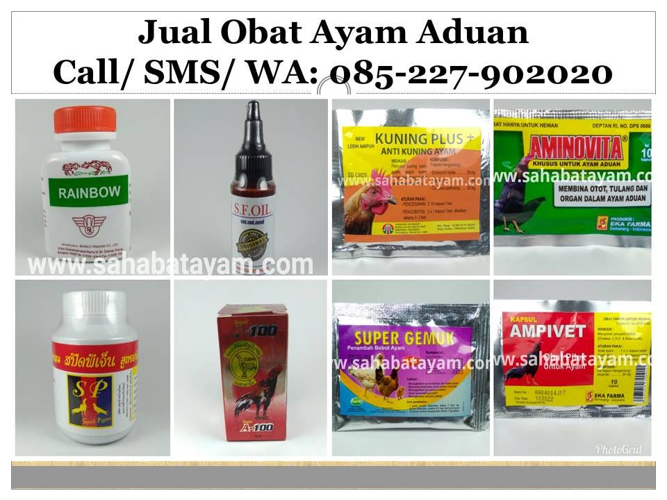 Wa O852279o2o2o Hot Promo Cara Mengobati Ayam Aduan Sakit