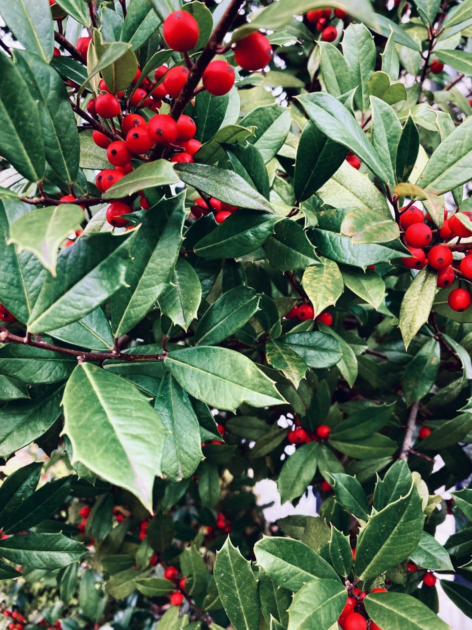 The Time Santa Almost Didn’t Make It To Birchmont Village by Peter J