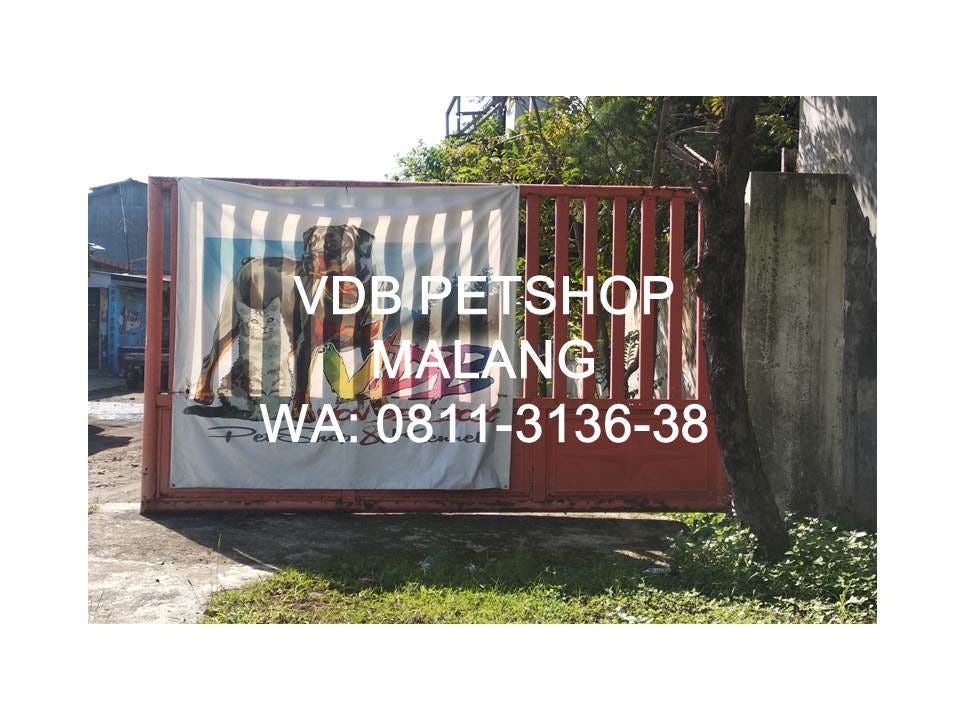 Diskon Wa 0811 3136 38 Vdb Petshop Malang Jual Grosir Dan
