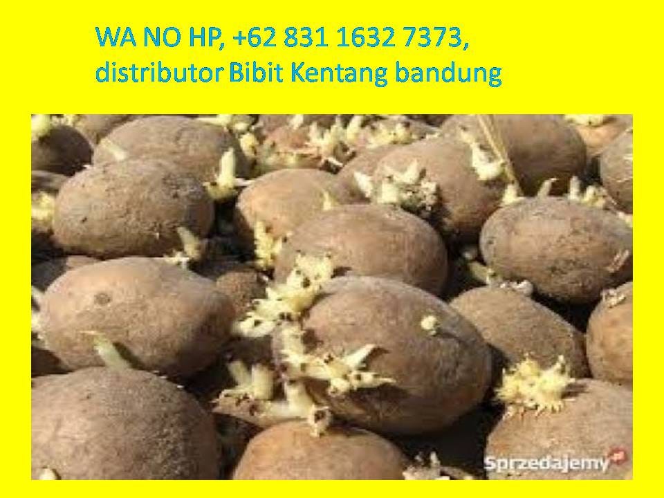 Perbanyakan Benih Kentang Kultur Jaringan Youtube
