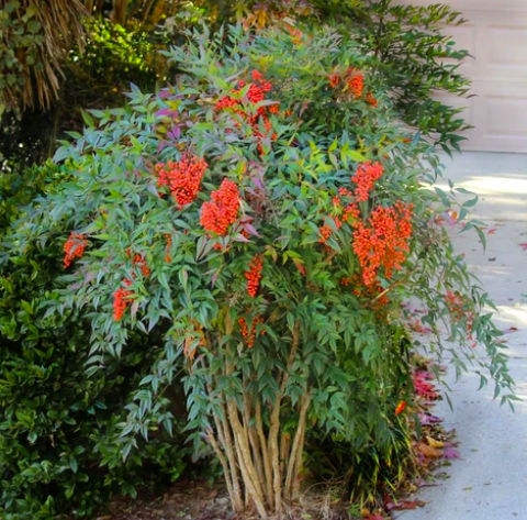 The Imperative Of Locally Native Plants By Michael Reinemer Medium