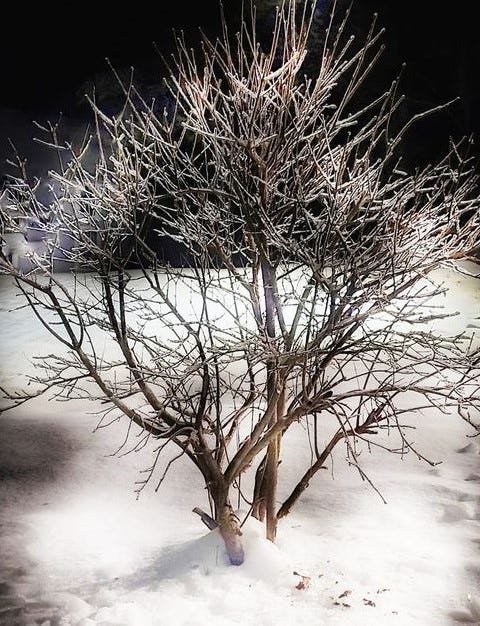 Tree glazed in ice grows out of snow-covered ground.
