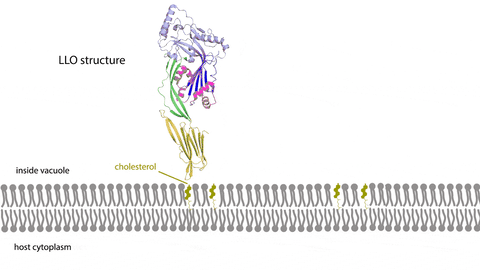 An illustrated gif of a protein forming a pore