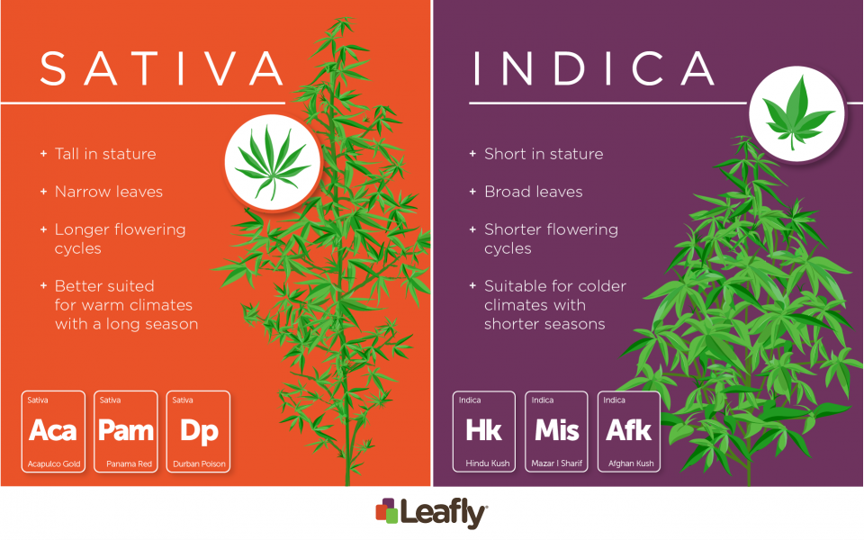 Sativa vs Indica