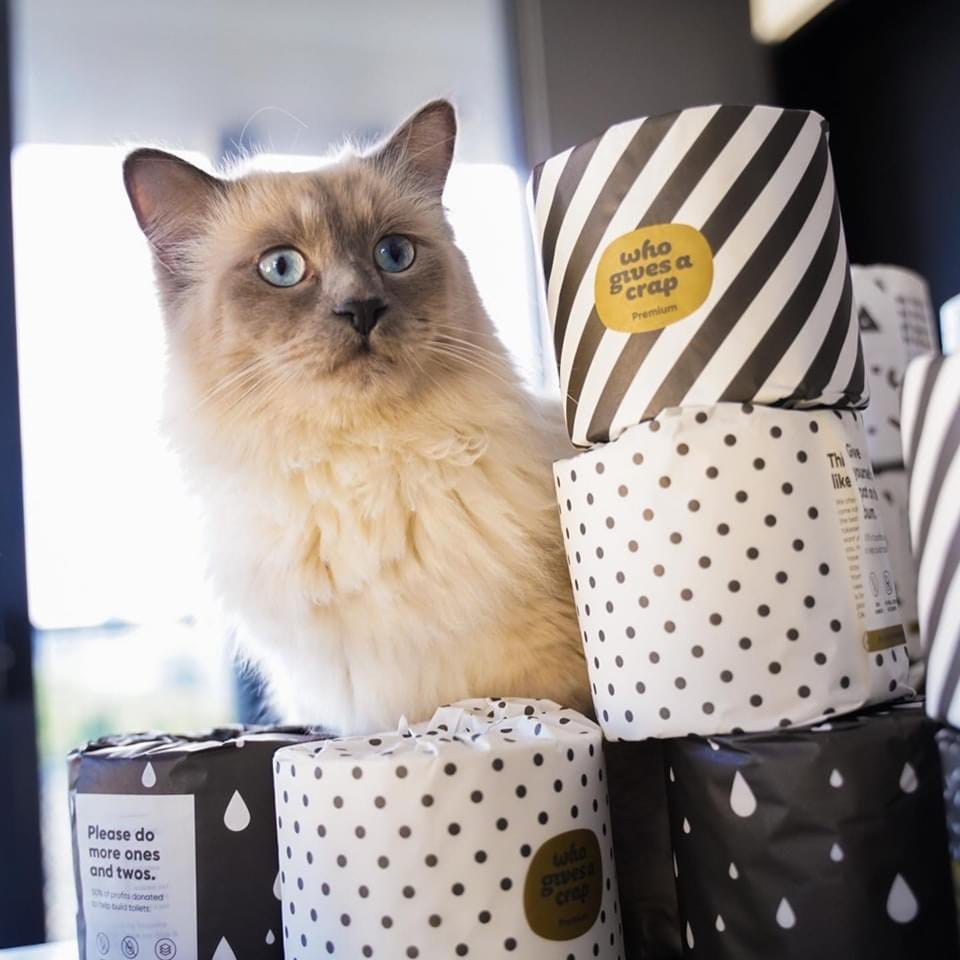 Organising Cat Videos using Python | by Alfie Torres | Medium