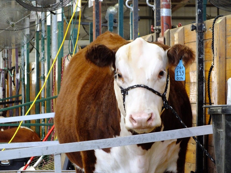 Gloucester County 4H Fair kicks off with events scheduled throughout
