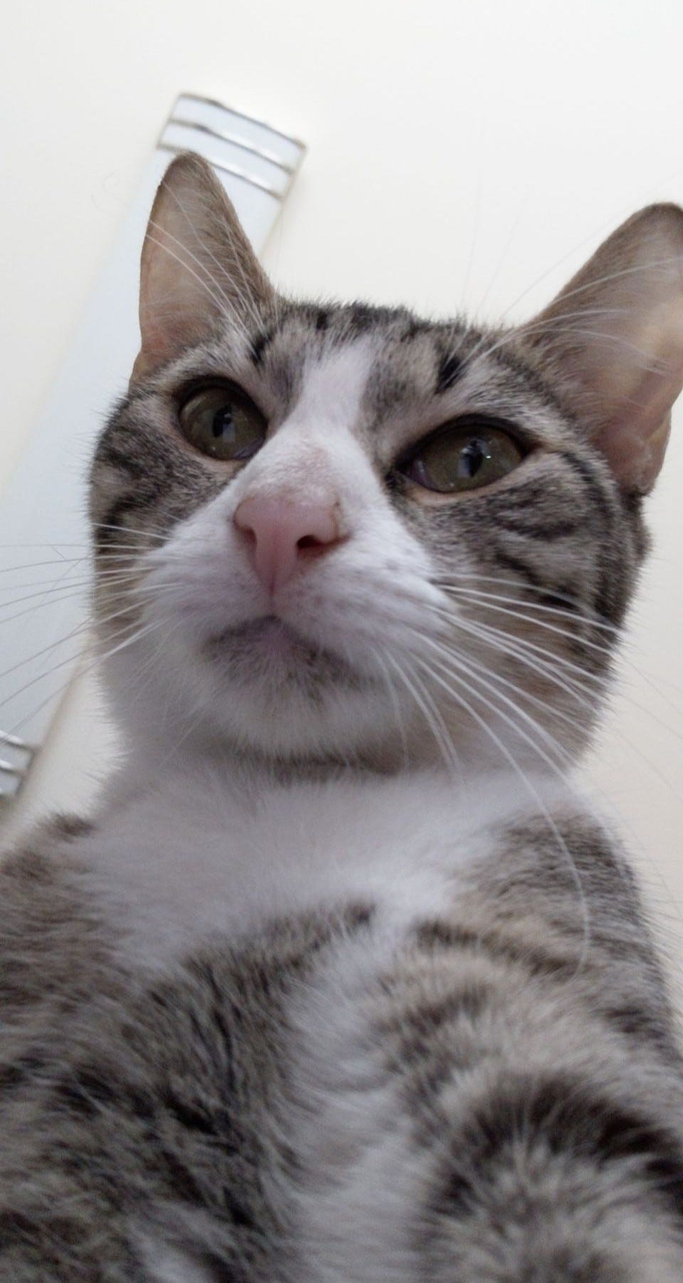 10 reasons why my cat is the best. by Janie brand Medium