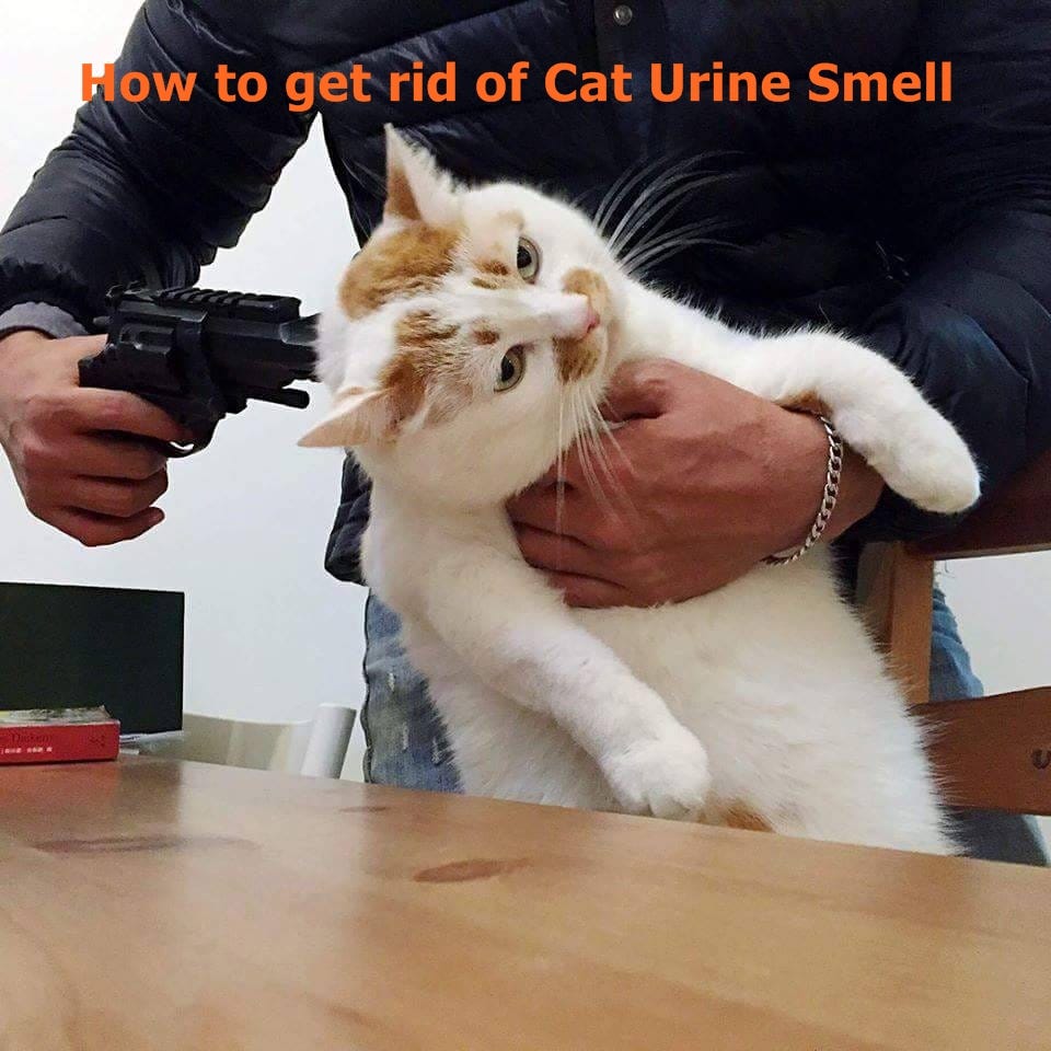 How To Get Rid Of Cat Urine Smell Outside Jessi Medium