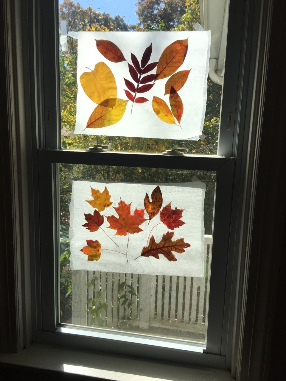 Make Your Own “Stained Glass” Windows With Autumn Leaves by Deborah