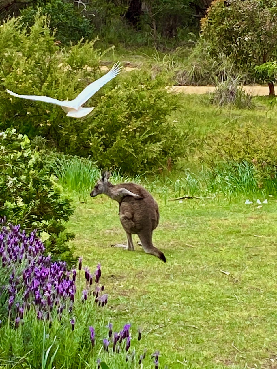 Flowers, Kangaroos, Sunrises & a Moonrise Weeds & Wildflowers Medium