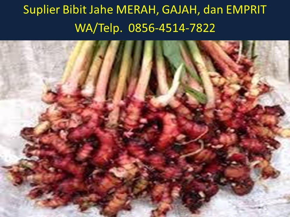  Harga  Bibit Jahe Merah Per  Kg  BENIH TOKO