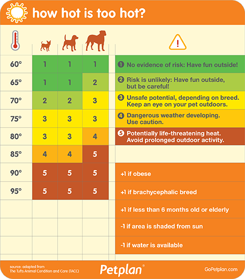 How Hot Is Too Hot For Your Dog We Worry About Frostbite And By 