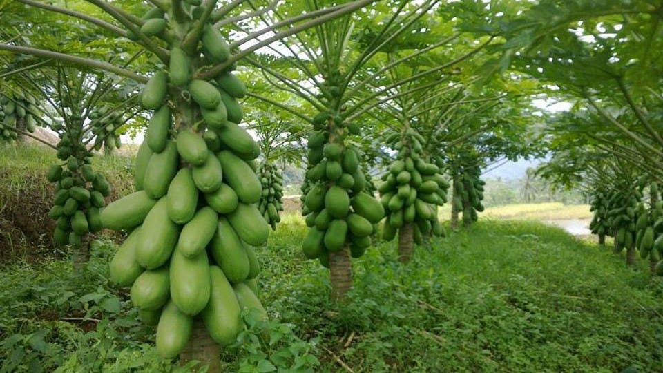 Cara Budidaya Pepaya California Di Kebun Agar Cepat Berbuah Lebat Tips Petani