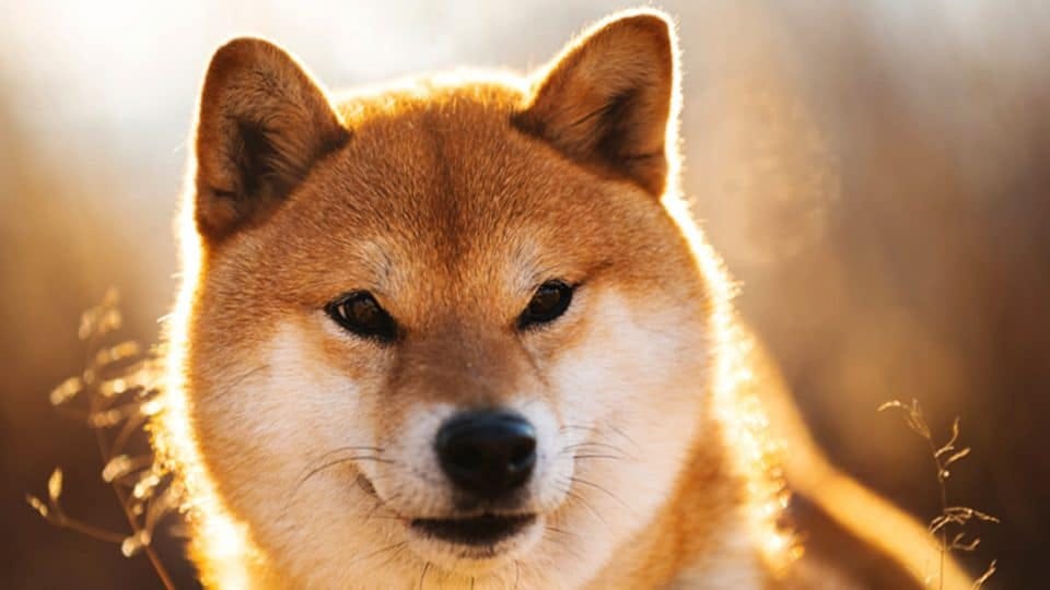 عملة شيبا Shiba