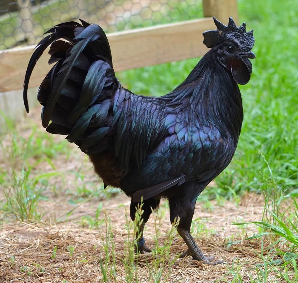 Ayam Cemani: The Mystical All Black Chicken | by Sajjad Choudhury | History  of Yesterday