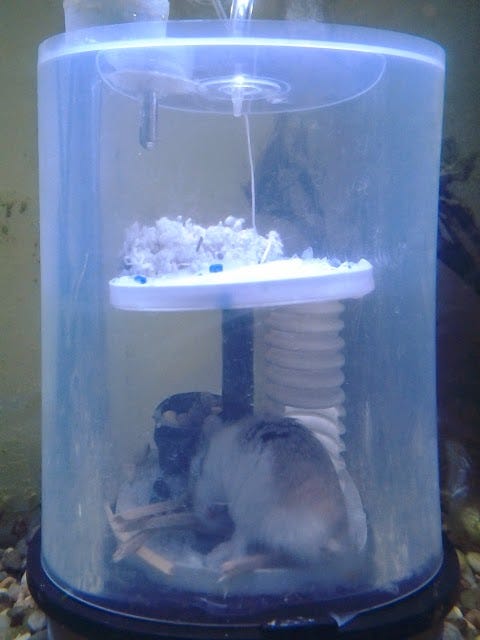 underwater hamster cage