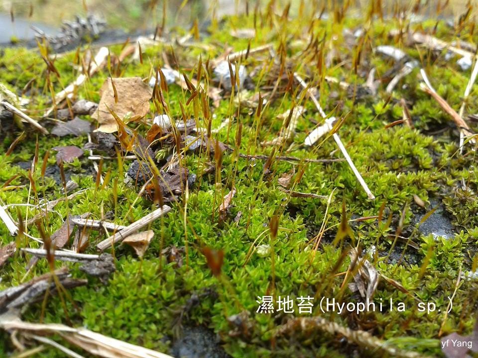 苔蘚學堂 淺談叢苔 Pottiaceae 叢苔科在台灣有22屬58種 石生 土生或樹生 平地到高山皆有其蹤跡 它的植物體直 By Yu Feng Medium