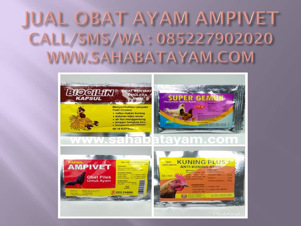 Wa O852279o2o2o Unik Harga Obat Ayam Broiler Ngorok Paling