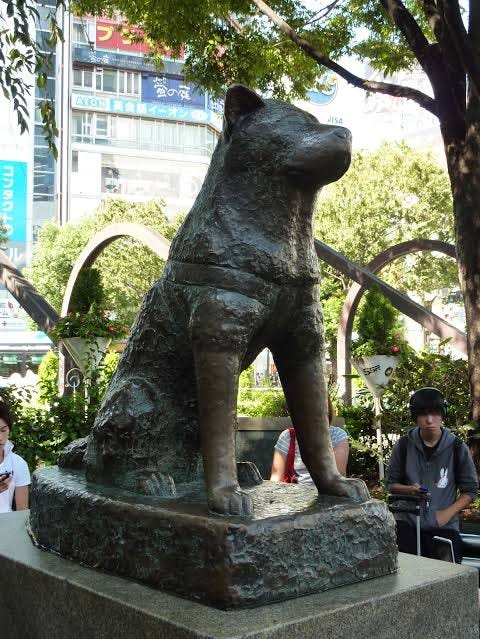 Remembering Hachiko Isa Taariq Medium