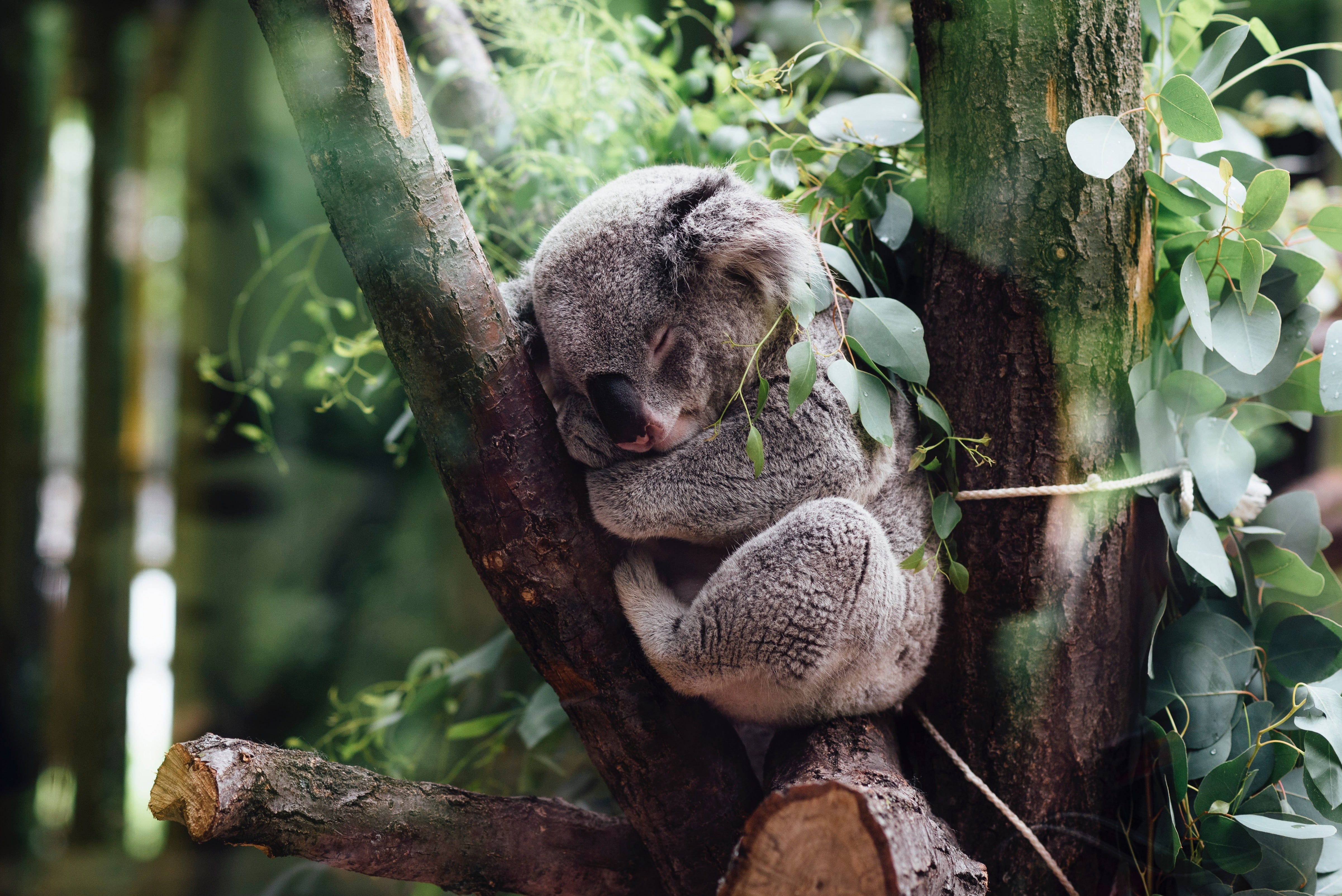 Try The Koala Lifestyle to Add More Meaning to Your Days ...