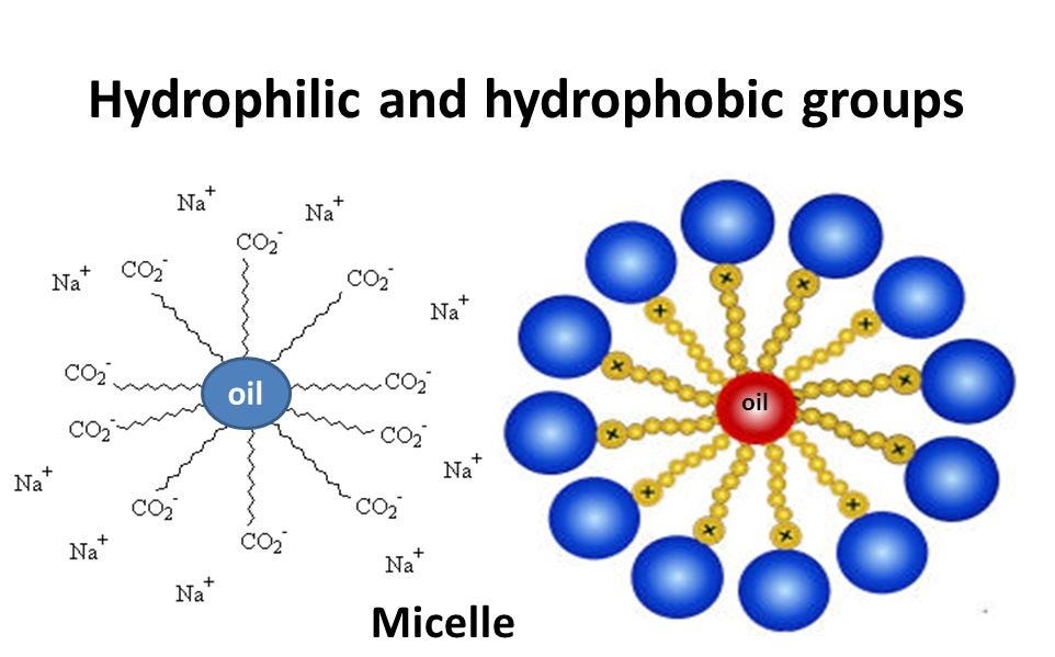 Role of Water Layer on Hydrophobic and Hydrophilic SelfAssembled