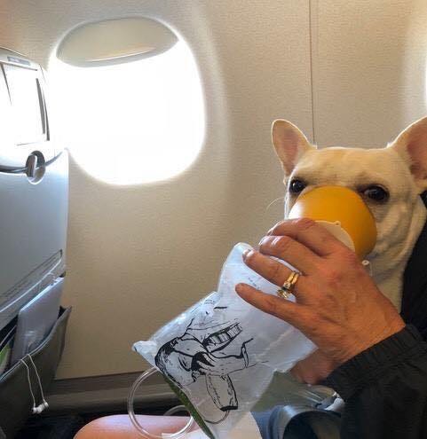 jetblue flying with pets
