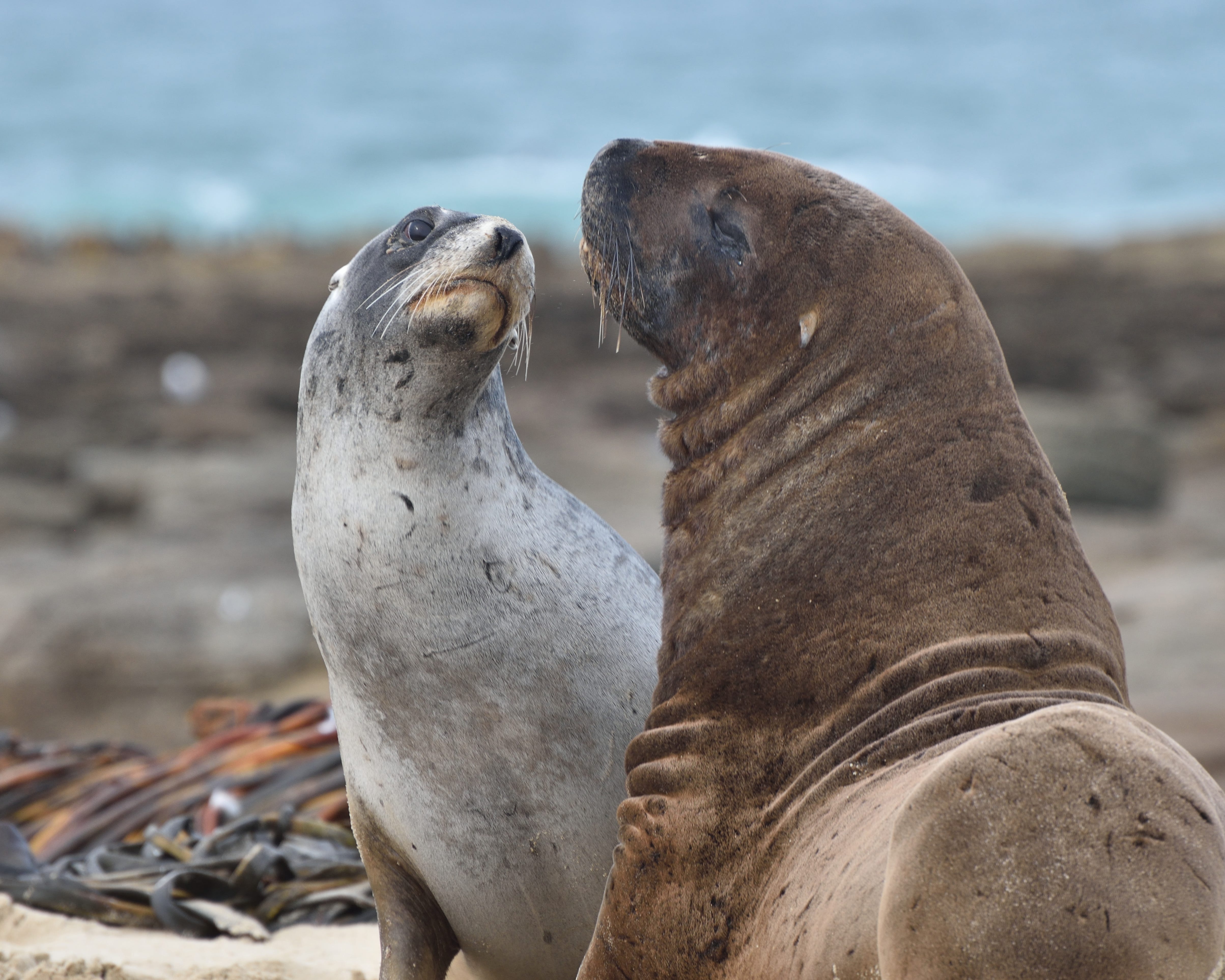 New Zealand Sea Lions Dance And Kiss By Caleb Greig Medium New Zealand Sea Lions Dance And Kiss By Caleb Greig Medium