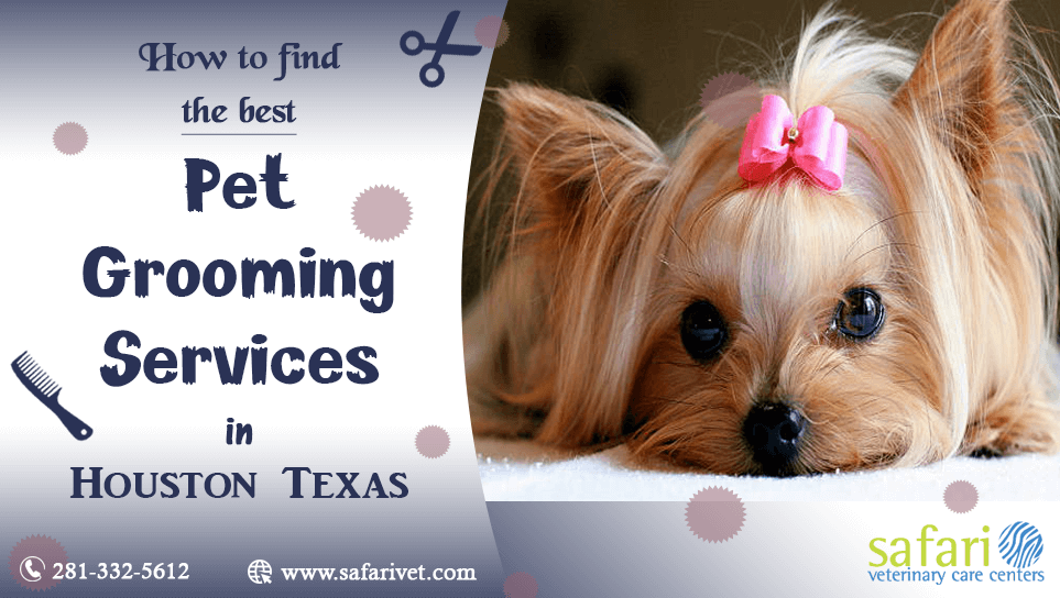 best pet groomers near me