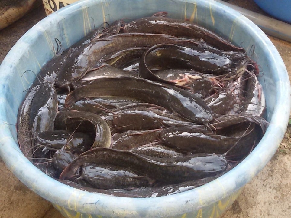 Catfish Farming in Nigeria (Detail post + Free Practical Training on Our Farm)