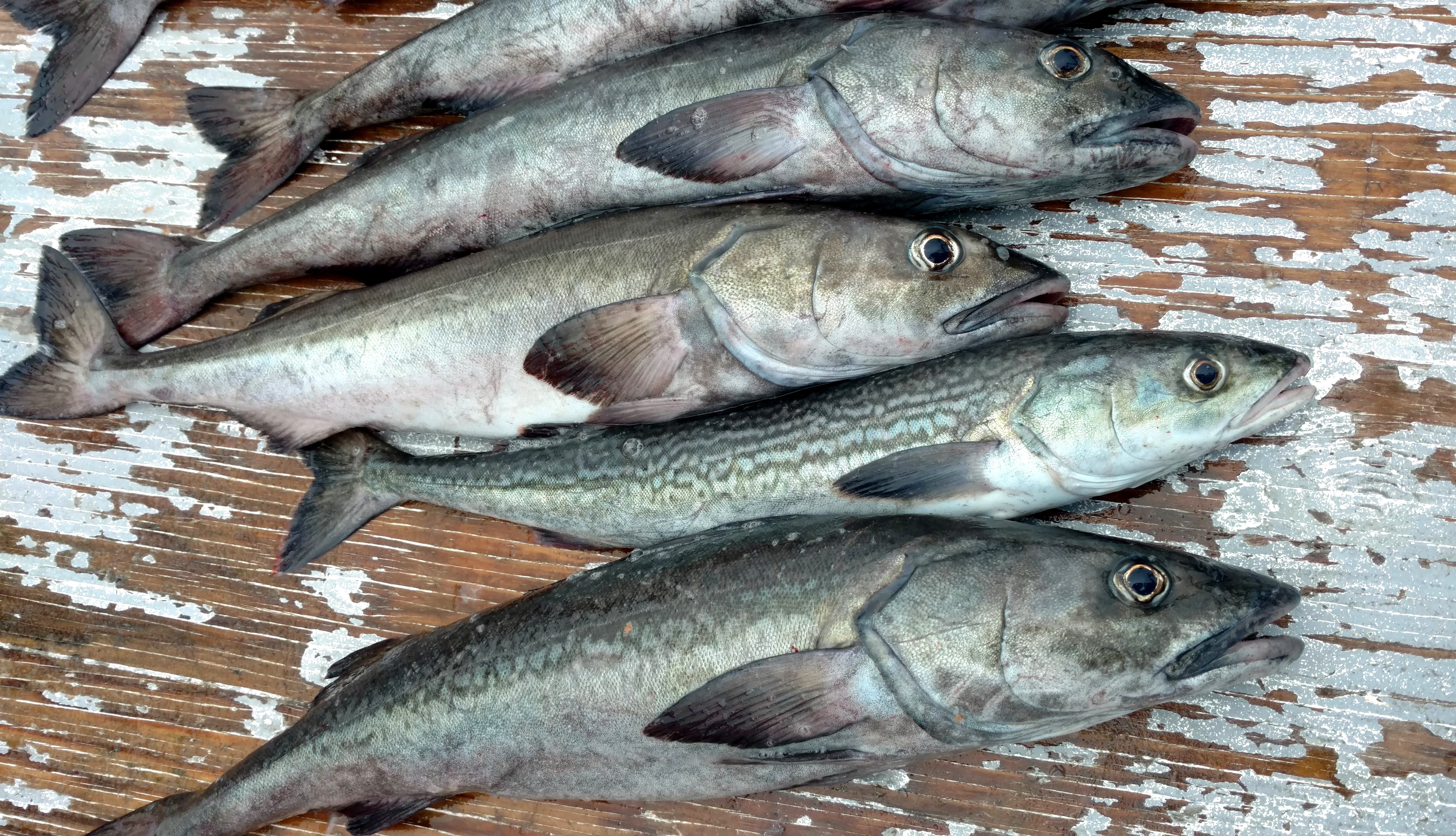 sablefish on a boat deck