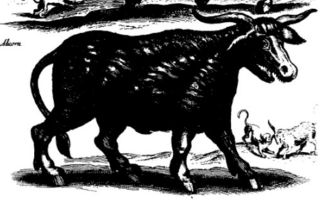 ¿Cómo se llaman los unicornios alados? - Simón Perera - Medium