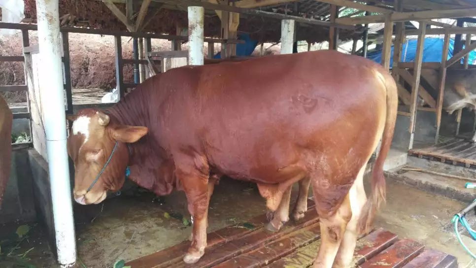 Jual Sapi Limosin Di Bandung 0877 7505 2021 Wa Peternak Sapi