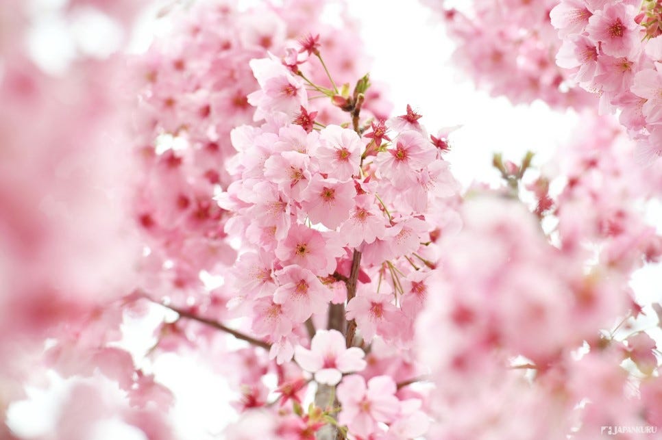 Japanese cherry blossom