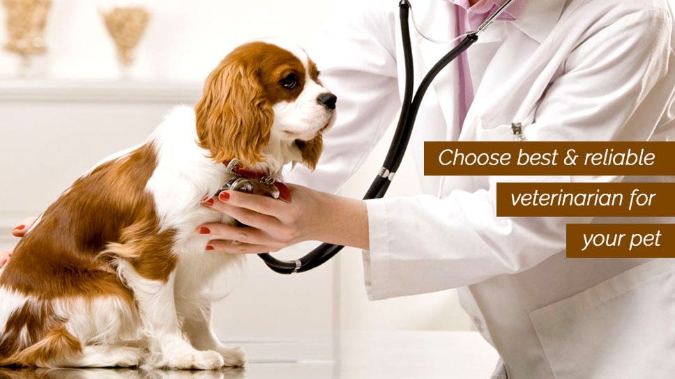 can a dog od on benadryl