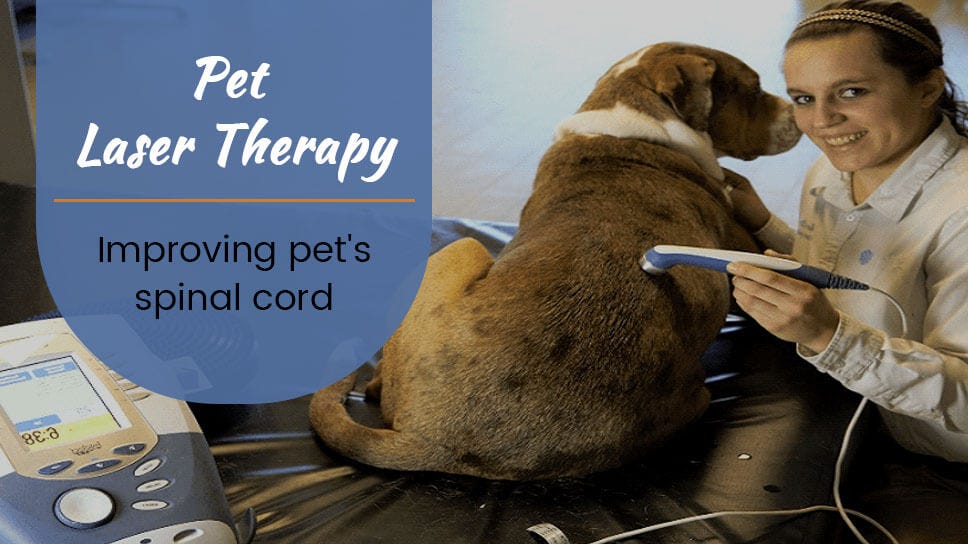 Pet Laser Therapy — improving pet's spinal cord | by Safari Veterinary Care  Centers | Medium