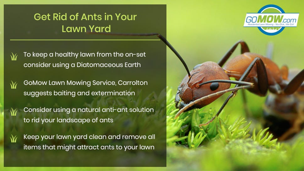 How To Get Rid Of Ants In Your Healthy Lawn Gomow Residential