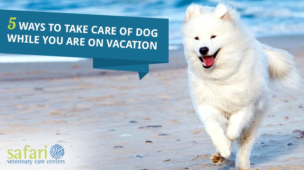 take care of Dog during vacation 