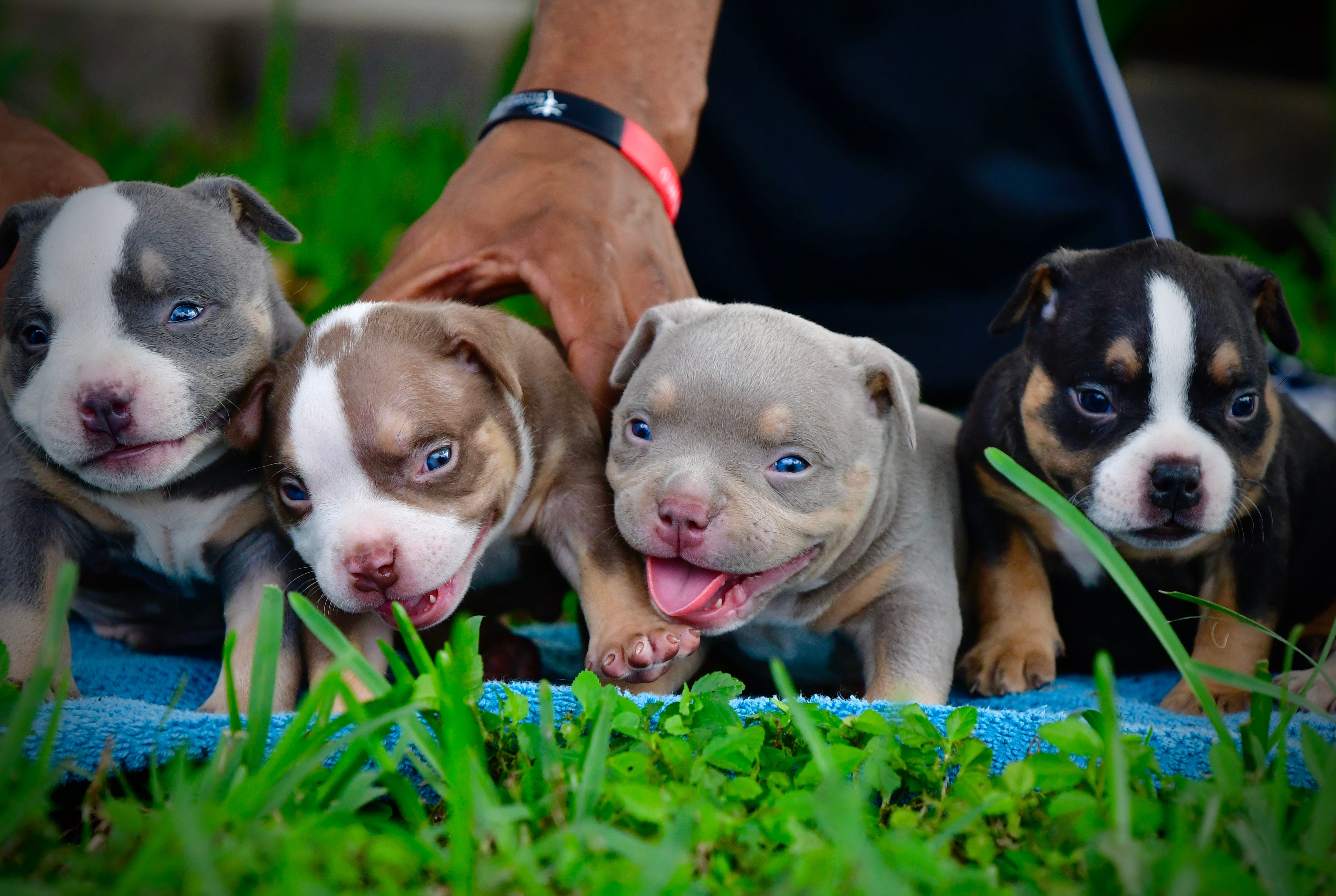 The Incredible Colors Of The American Bully Breed Venomline The Incredible Colors Of The American Bully Breed Venomline