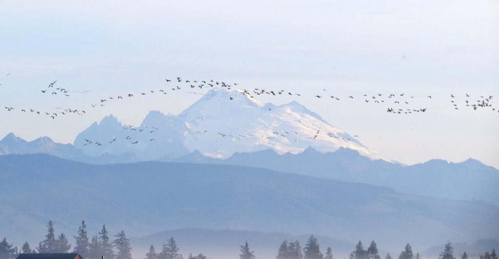 Photo of snow geese flying with Mt. Baker in the background