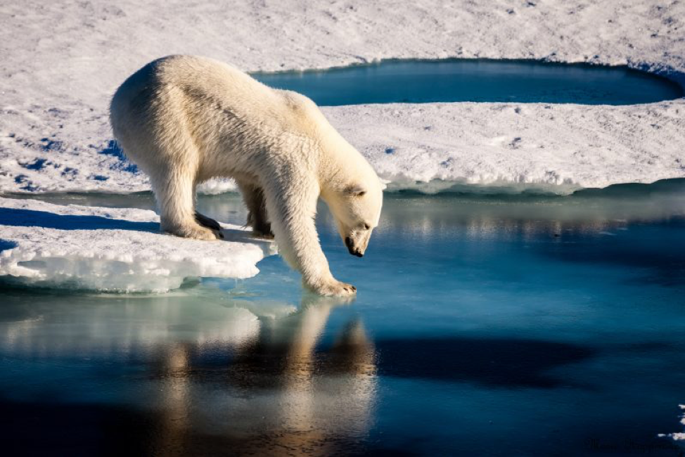 Loss of Arctic Ice Makes Polar Bears Vulnerable to Extinction | by Daniel  Karp | Student Conservation Corner | Medium