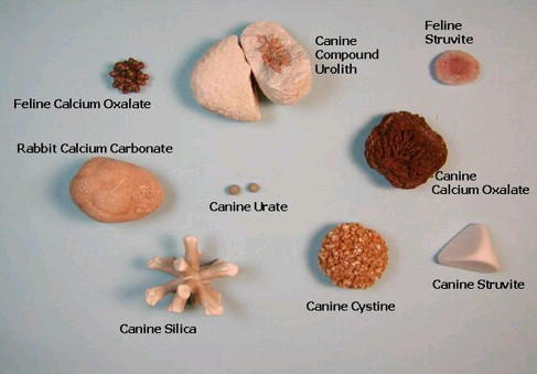 feline struvite crystals