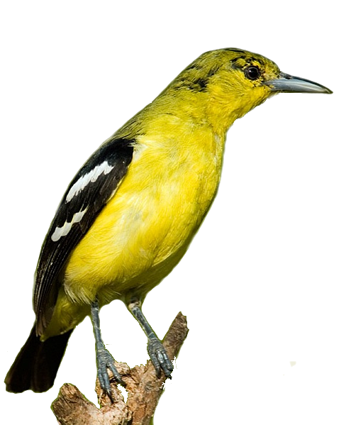 Iora In My Garden Muctimtuổithơ Y Com Medium