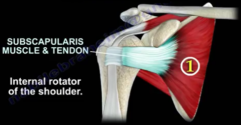 Subscapularis Tendon Rupture. The subscapularis muscle is a large… | by ...