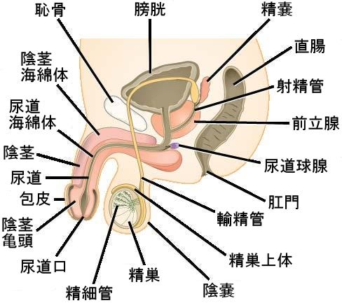 生物学 第2版 第43章 動物の生殖と発生 Japanese Translation Of Biology 2e By Better Late Than Never Medium