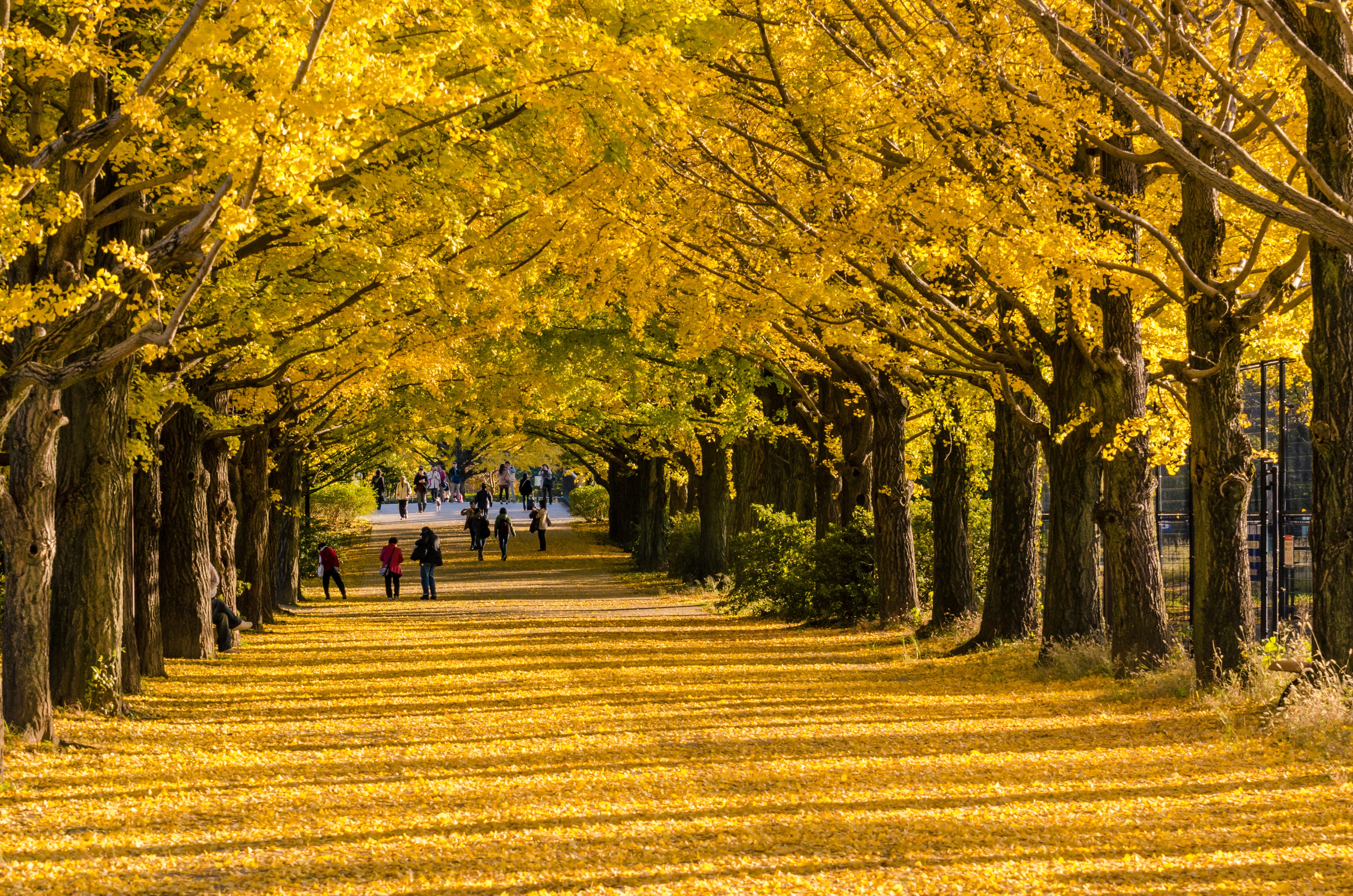 5 Tips For Capturing Japan S Fall Foliage By Cynthia Popper Smugmug 5 Tips For Capturing Japan S Fall Foliage By Cynthia Popper Smugmug
