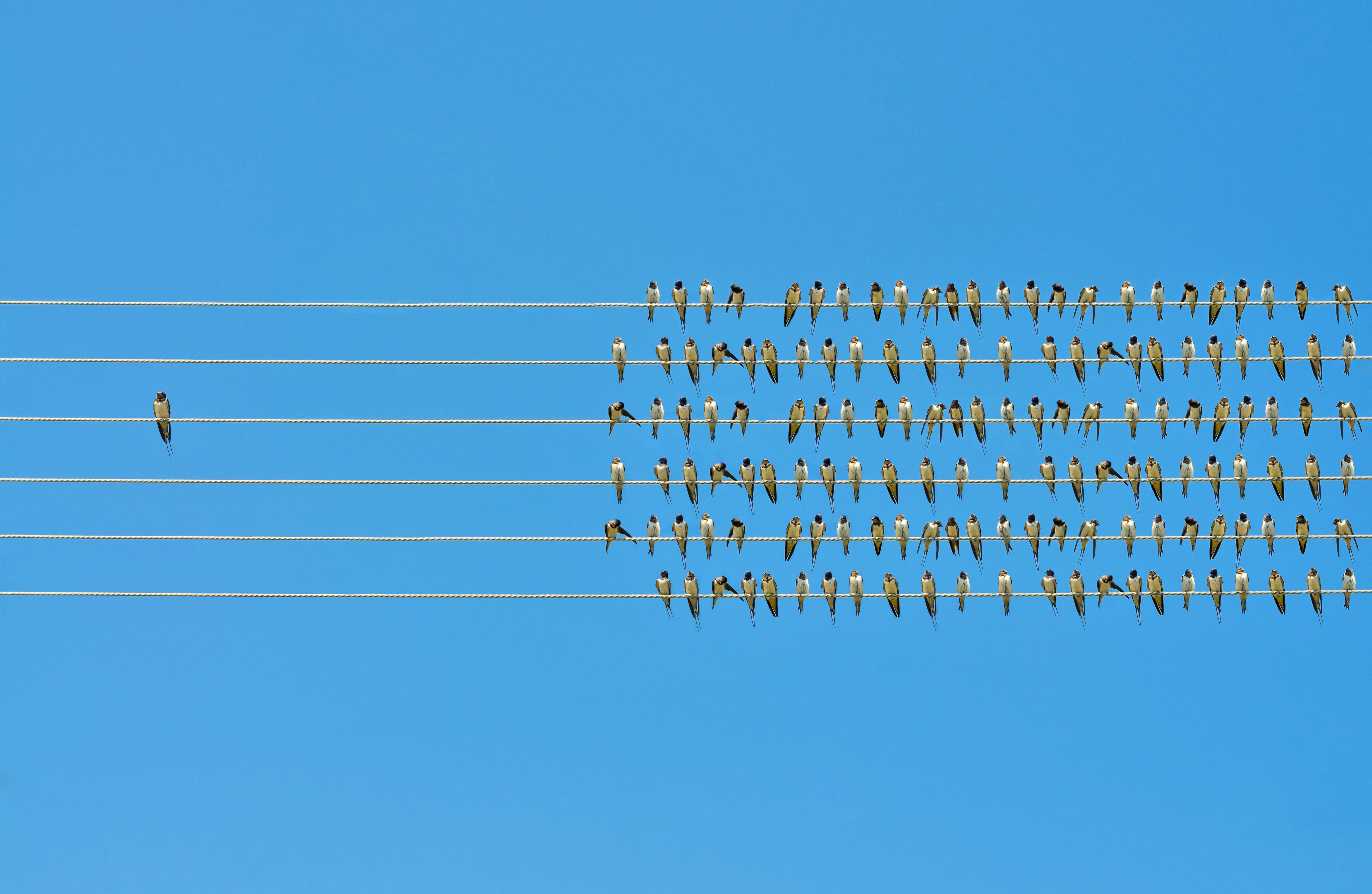 Birds on 4 wires. One bird alone and the other in a group.