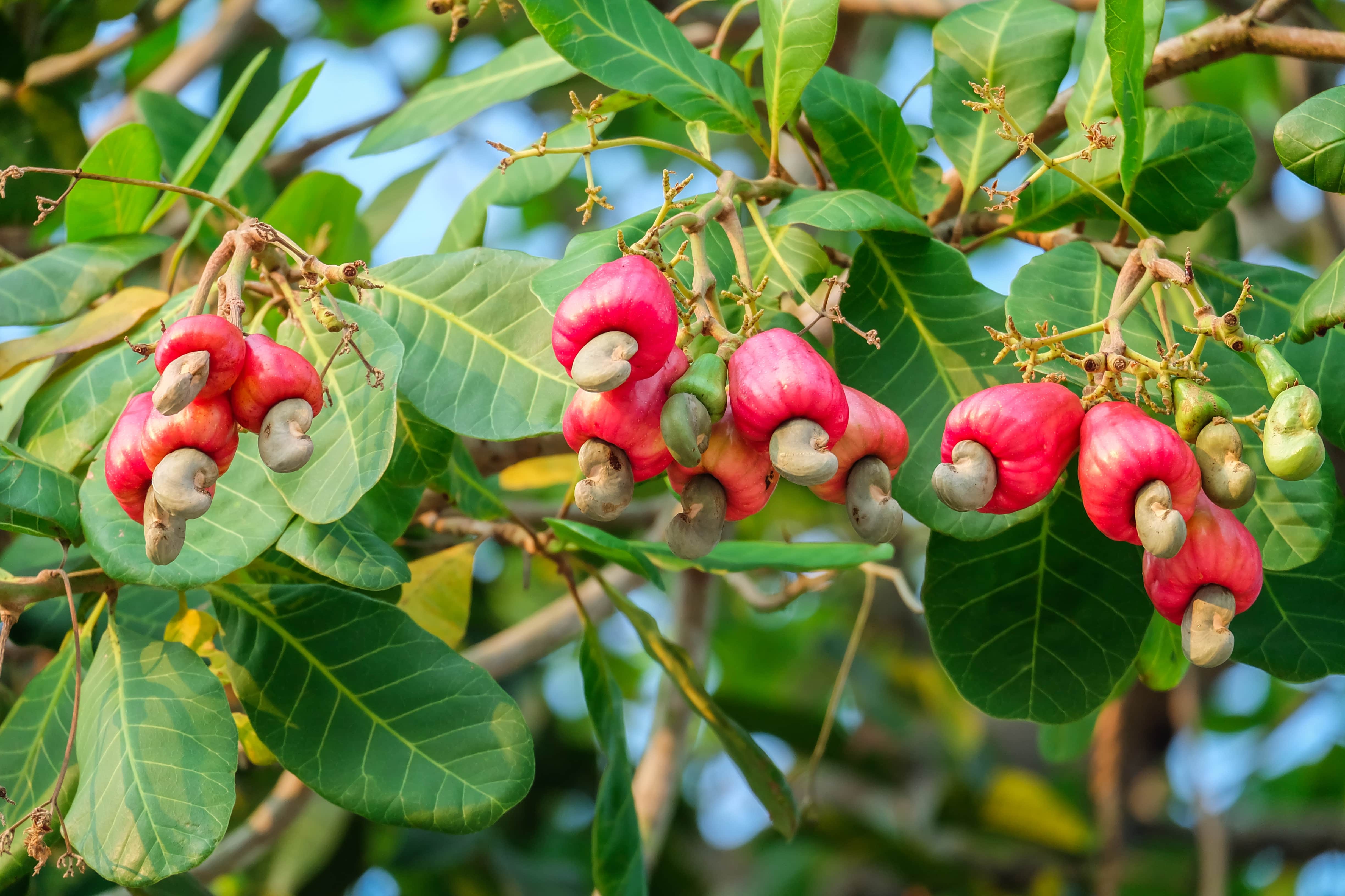 where are cashews imported from