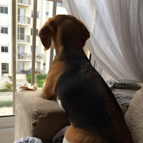 Beagle apartamento Clearance