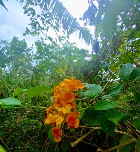 the image is of a sage bush cluster of flowers; they are orange-yellow and the background is tropical, trees, blue sky, bright sun.