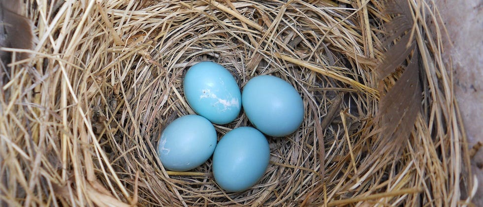 Be On The Lookout For Bird Nests Updates From U S